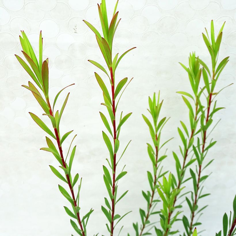 Leucadendron Jack Harre - Kaaps groen (Blad)