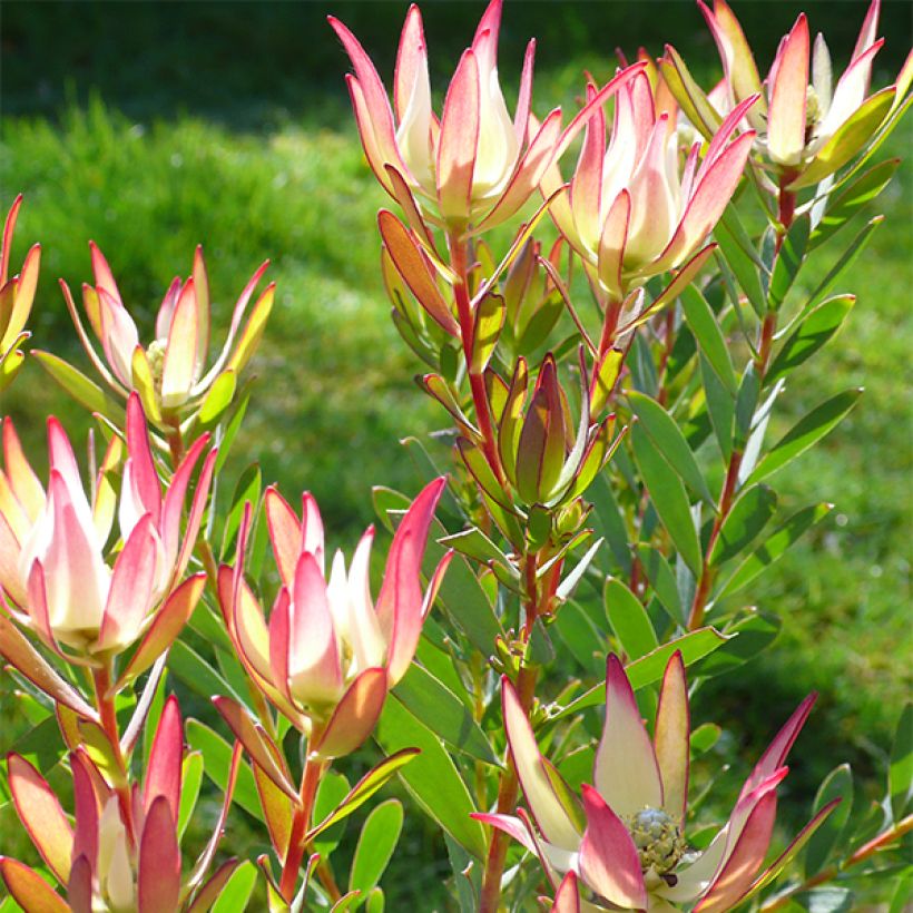 Leucadendron Jack Harre - Kaaps groen (Bloei)