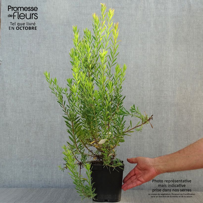 Exemplaar van Leucadendron Jack Harre - Kaaps groen Pot van 3 l/4 l zoals geleverd in de herfst
