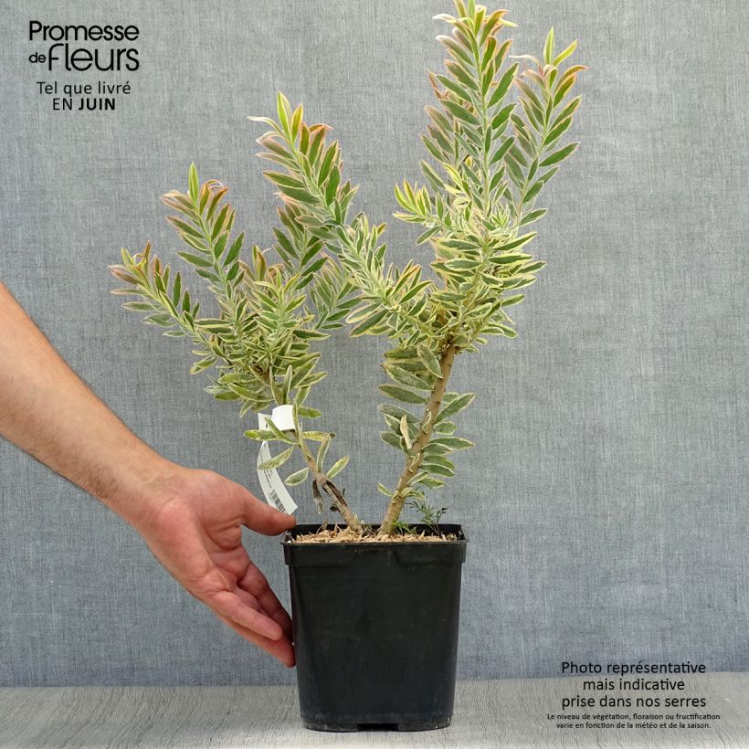 Exemplaar van Leucadendron Jester Pot van 3 l/4 l zoals geleverd in de zomer