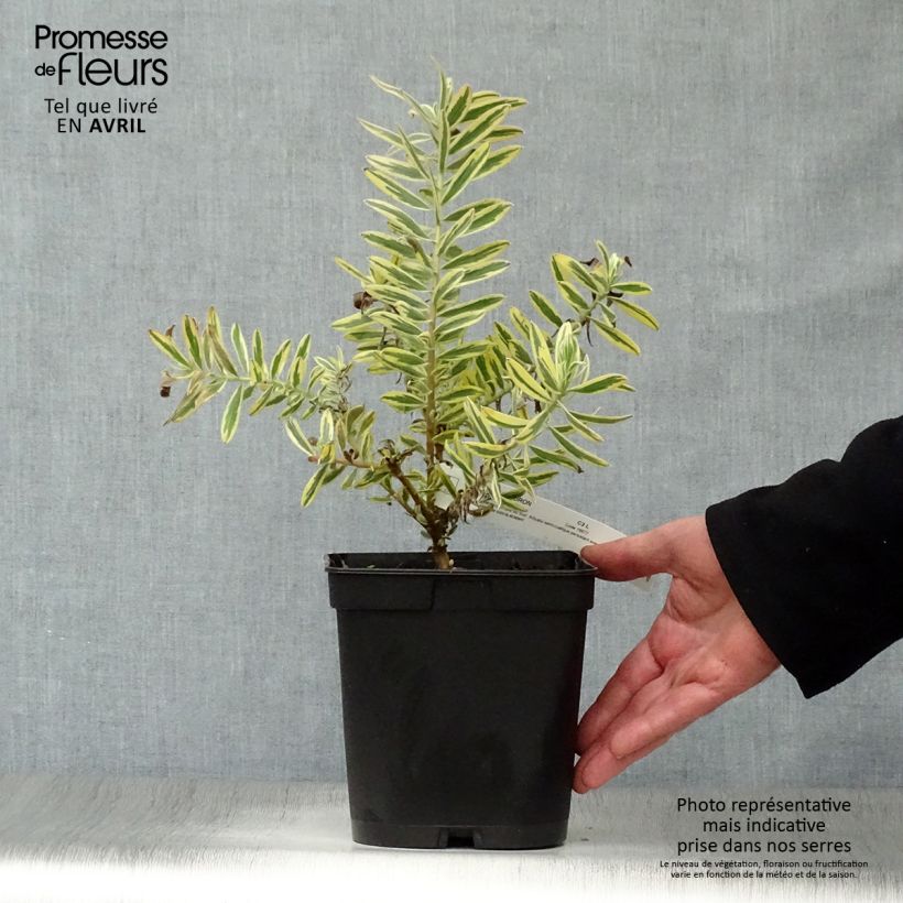 Example of Leucadendron Jester Pot van 3 l/4 l as you get in printemps