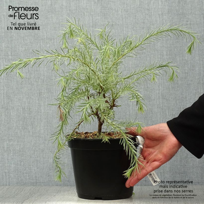 Exemplaar van Leucadendron Jubilee Crown - Kaaps groen Pot van 3 l/4 l zoals geleverd in de herfst