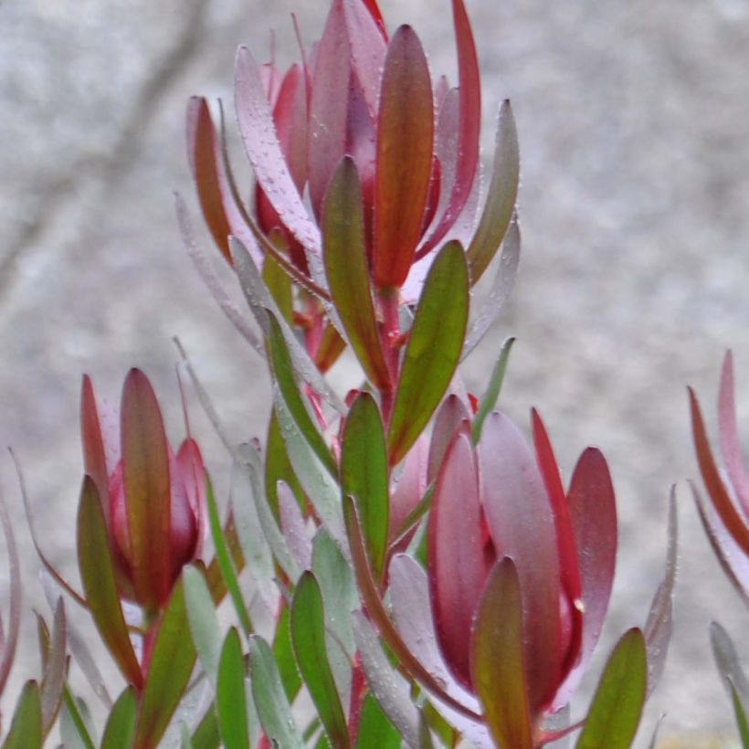 Leucadendron Safari Sunset - Kaaps groen (Bloei)