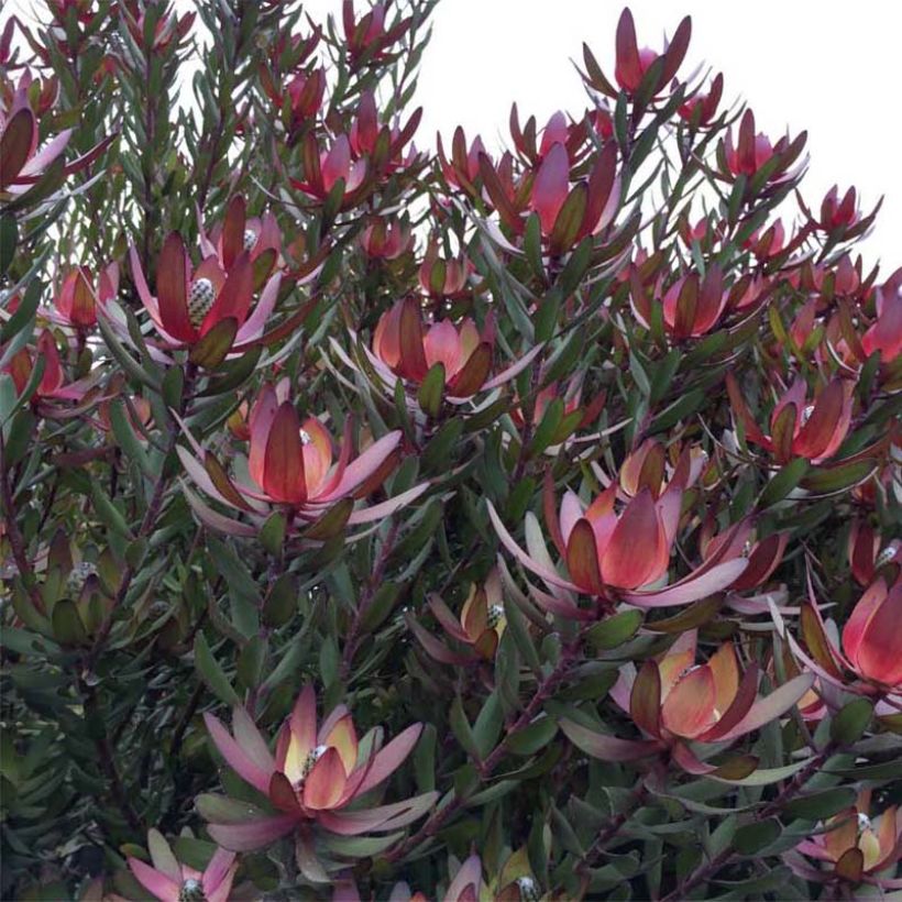 Leucadendron Safari Sunset - Kaaps groen (Groeiplaats)