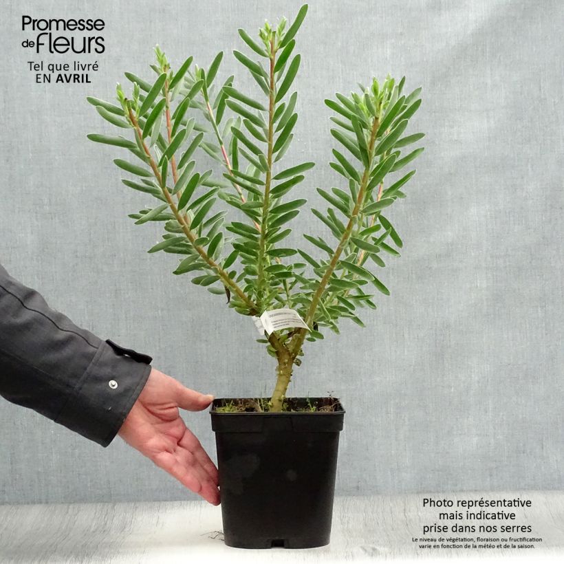 Exemplaar van Leucadendron Safari Sunset - Kaaps groen Pot van 3 l/4 l zoals geleverd in de lente