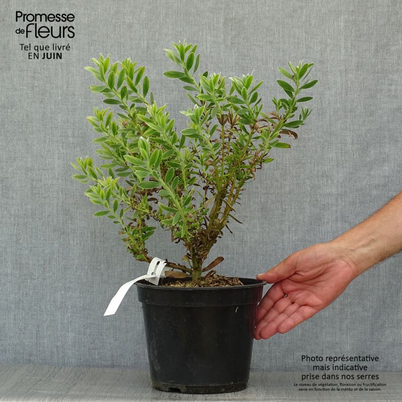 Exemplaar van Leucadendron Safari Sunset - Kaaps groen Pot van 3 l/4 l zoals geleverd in de zomer
