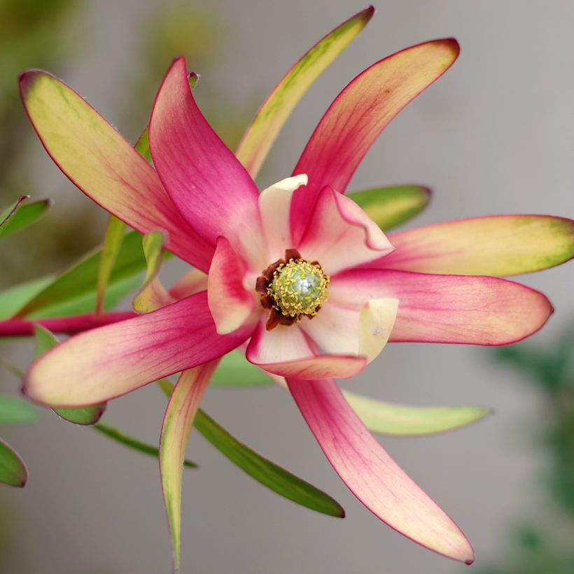 Leucadendron Safari Sunset - Kaaps groen (Bloei)