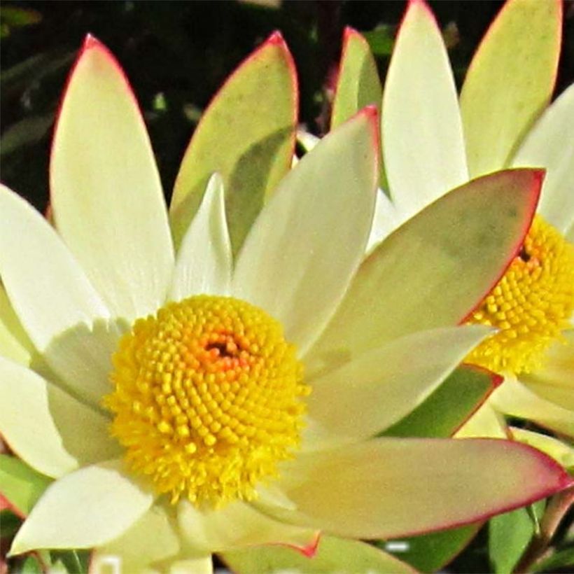 Leucadendron Sundance - Kaaps groen (Bloei)