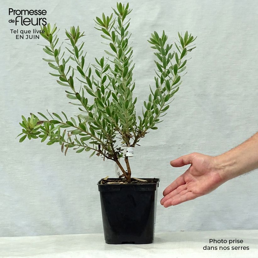 Exemplaar van Leucadendron Sundance - Kaaps groen Pot van 3 l/4 l zoals geleverd in de zomer