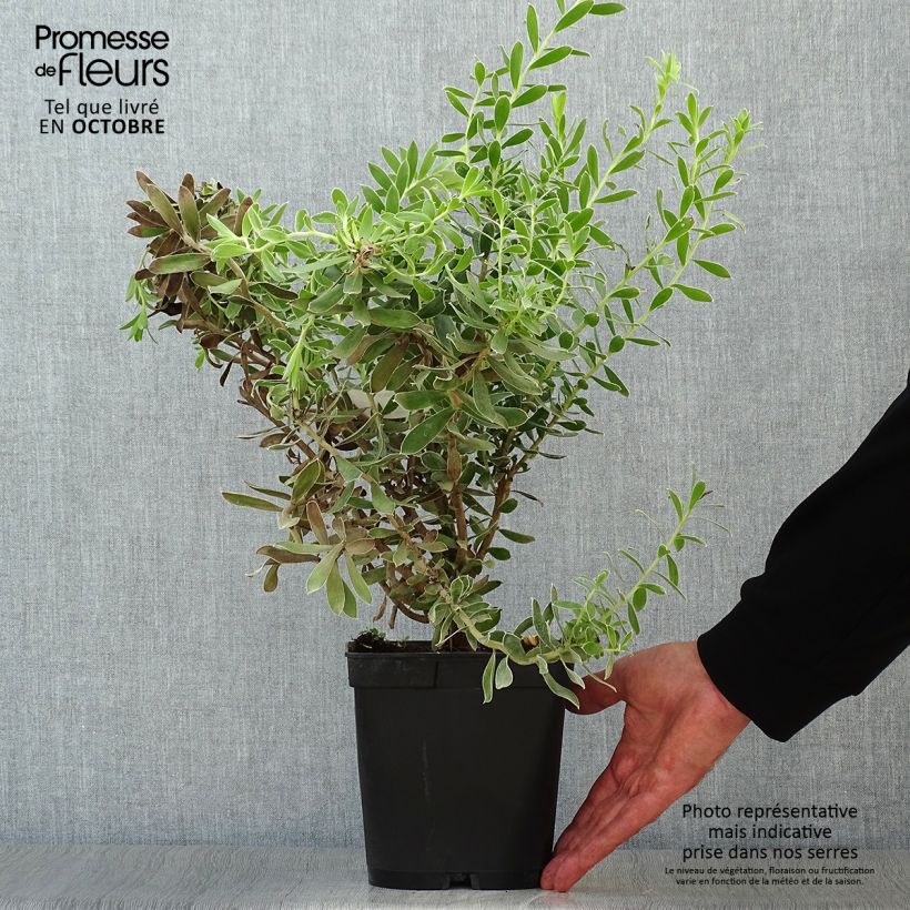 Exemplaar van Leucadendron Sundance - Kaaps groen Pot van 3 l/4 l zoals geleverd in de herfst