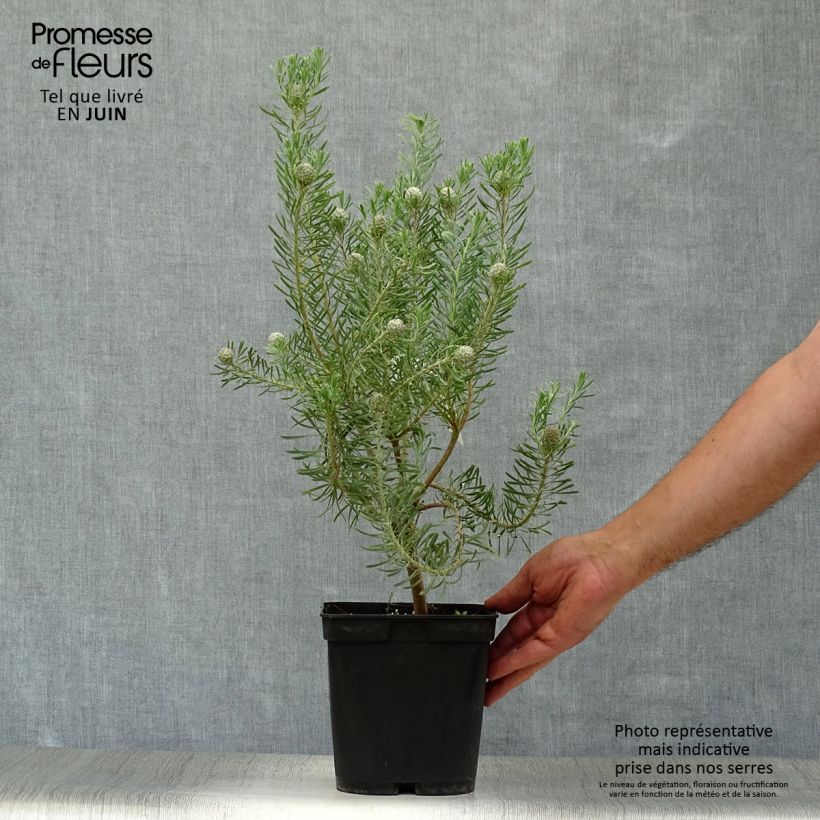 Exemplaar van Leucadendron galpinii Carlin - Kaaps groen Pot van 3 l/4 l zoals geleverd in de zomer