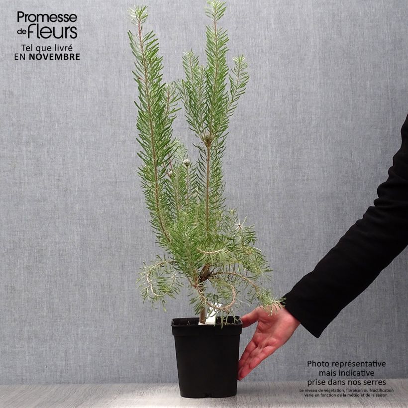 Exemplaar van Leucadendron galpinii Carlin - Kaaps groen Pot van 3 l/4 l zoals geleverd in de herfst