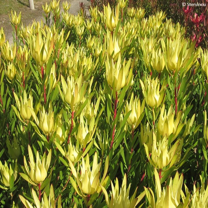 Leucadendron Inca Gold - Kaaps groen (Blad)