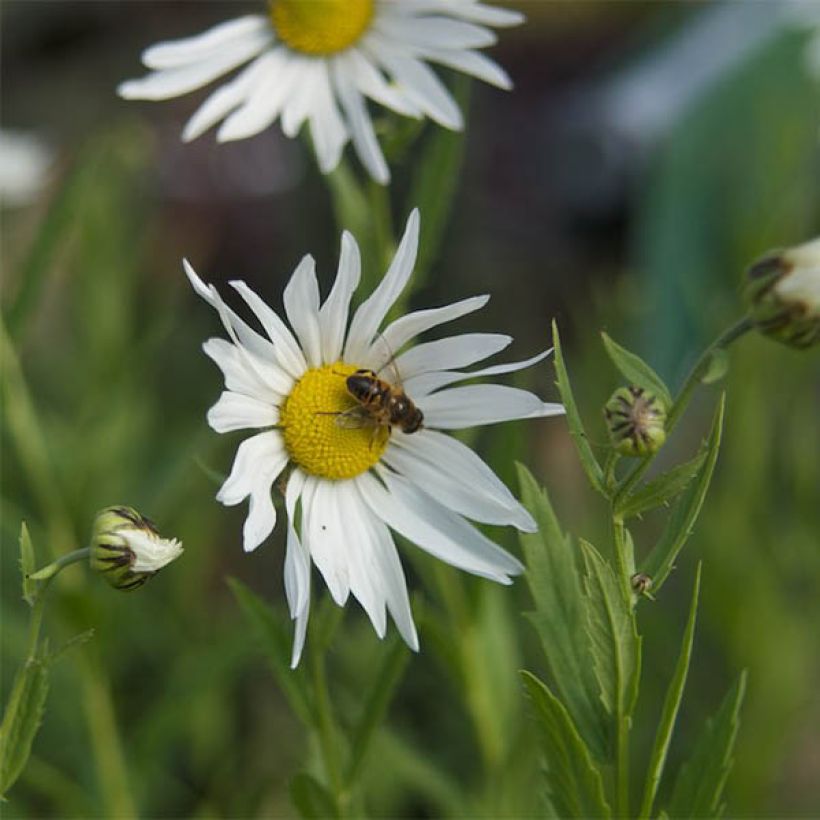 Leucanthemella serotina - Herfstmargriet (Bloei)