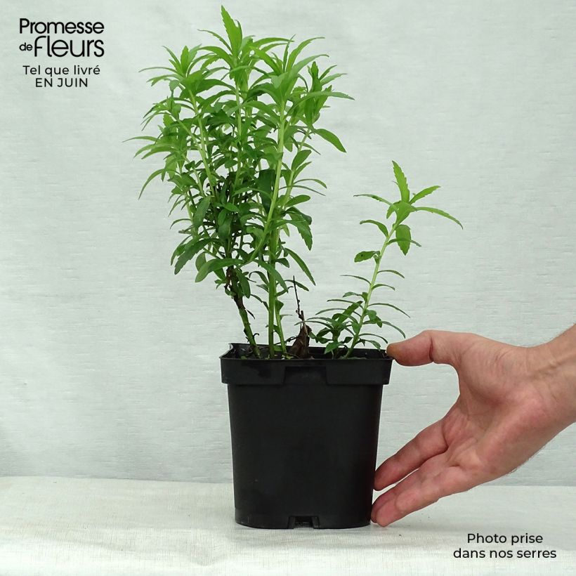 Exemplaar van Leucanthemella serotina - Herfstmargriet Pot van 2 l/3 l zoals geleverd in de zomer
