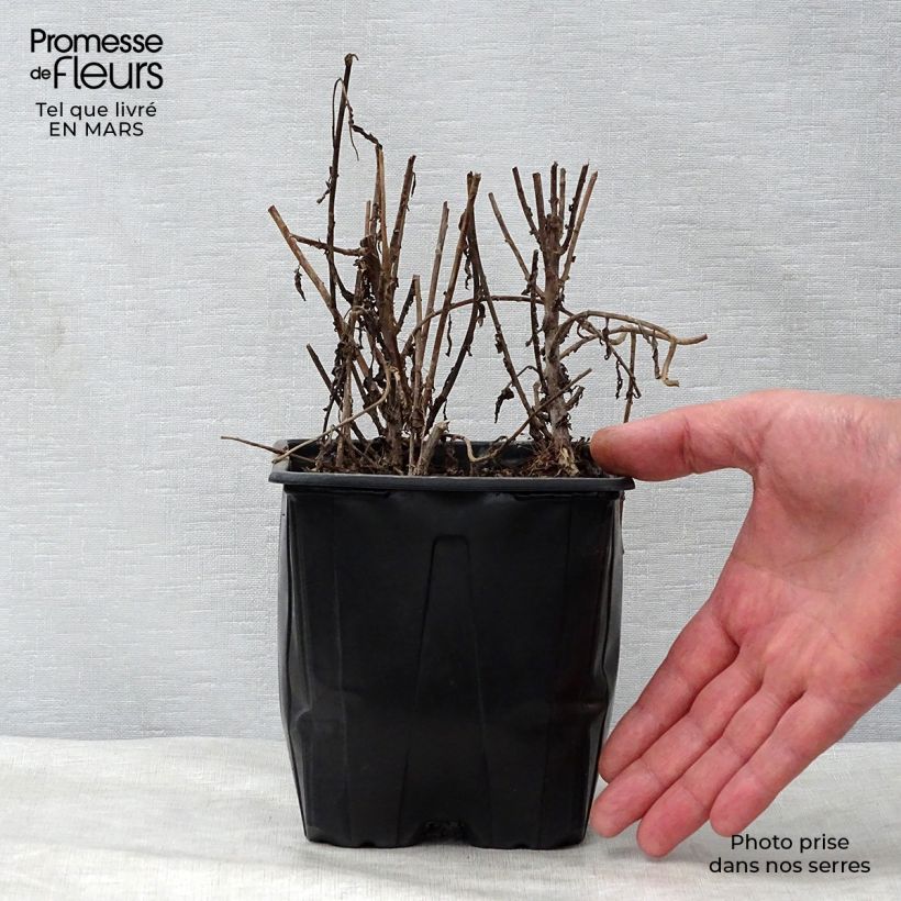 Exemplaar van Leucanthemella serotina - Herfstmargriet Pot van 2 l/3 l zoals geleverd in de lente