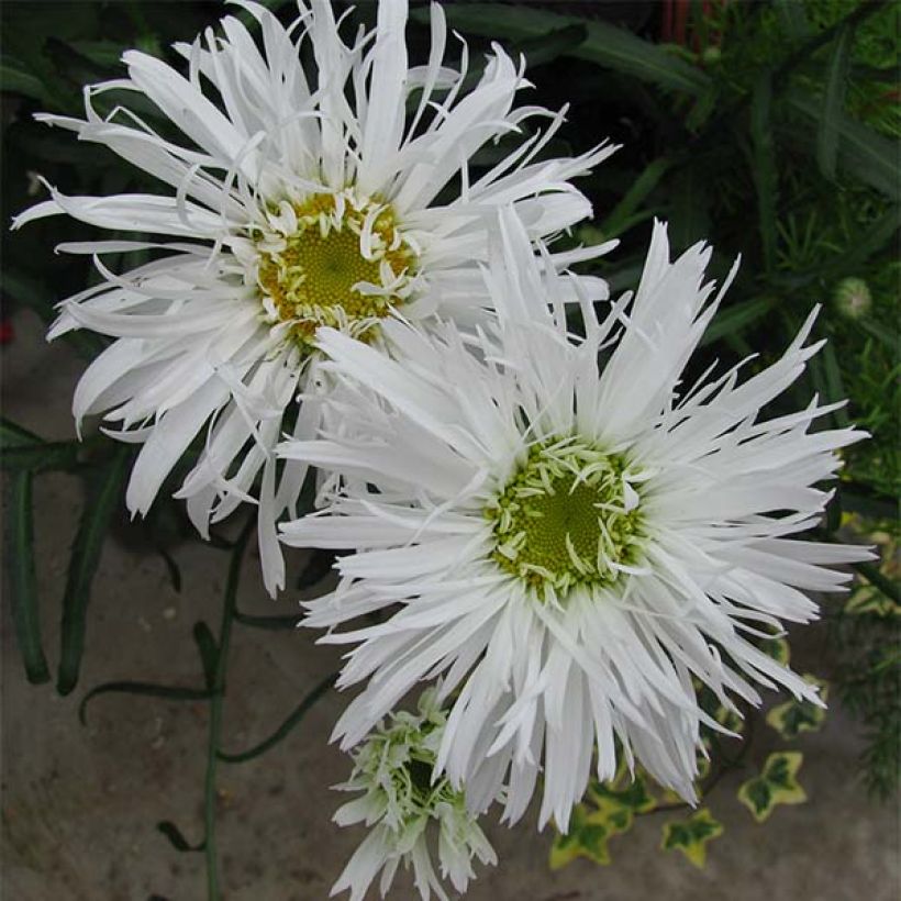 Leucanthemum Aglaia - Margriet (Bloei)