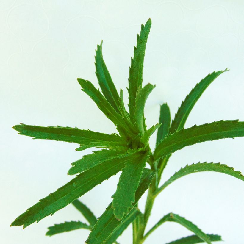 Leucanthemum Aglaia - Margriet (Blad)