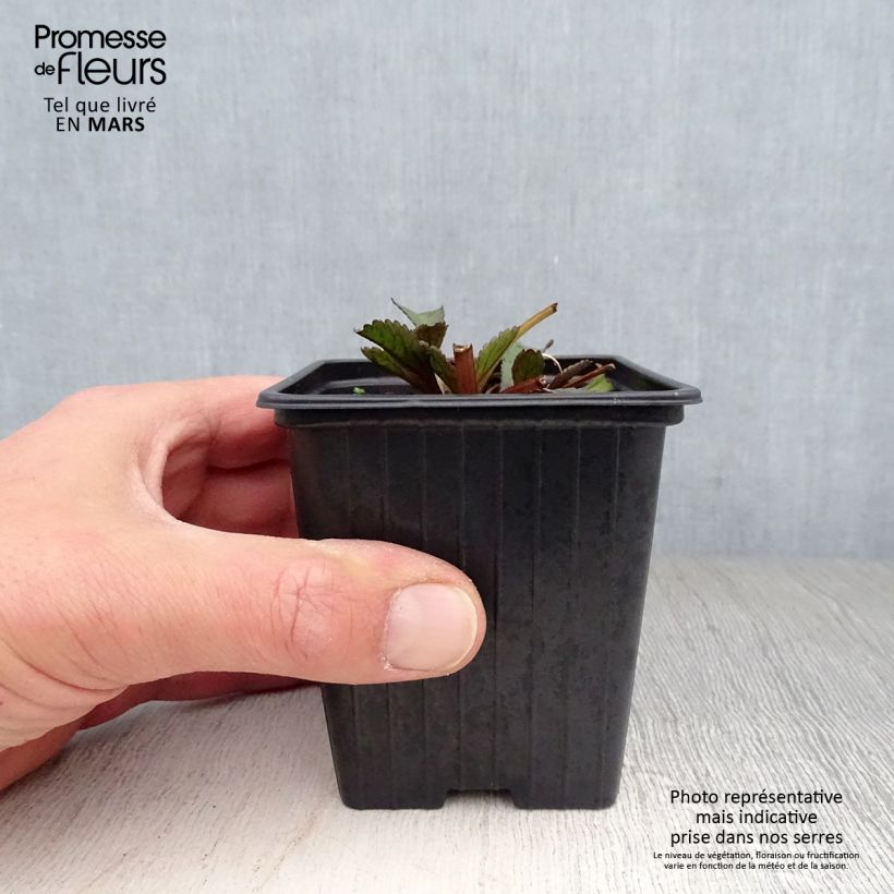 Exemplaar van Leucanthemum Aglaia - Margriet Kweekpotje van 7/8 cm zoals geleverd in de lente