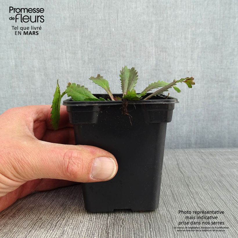 Exemplaar van Leucanthemum Aglaia - Margriet Kweekpotje van 7/8 cm zoals geleverd in de winter