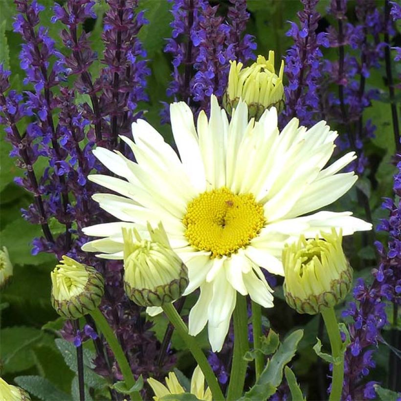 Leucanthemum superbum Banana Cream - Tuinmargriet (Bloei)