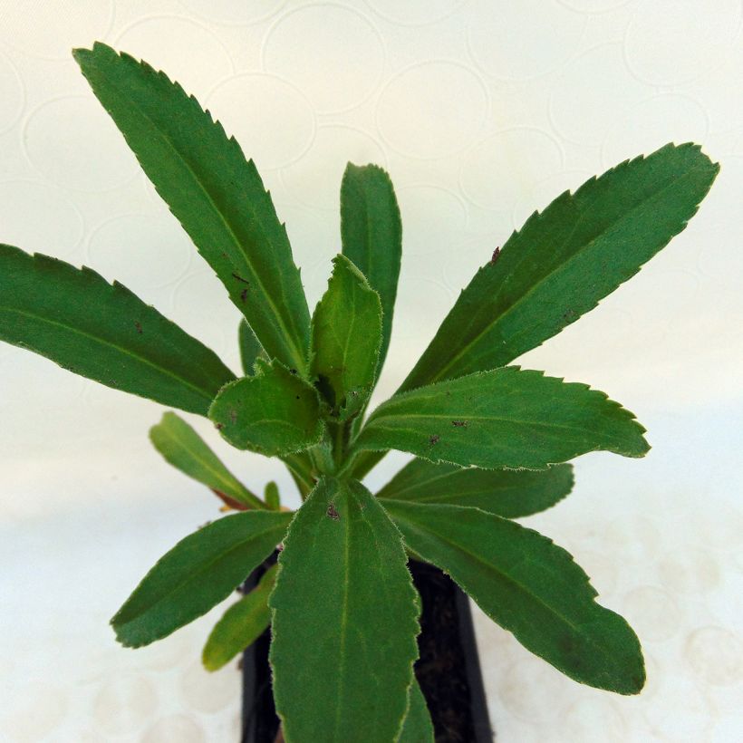 Leucanthemum superbum Banana Cream - Tuinmargriet (Blad)