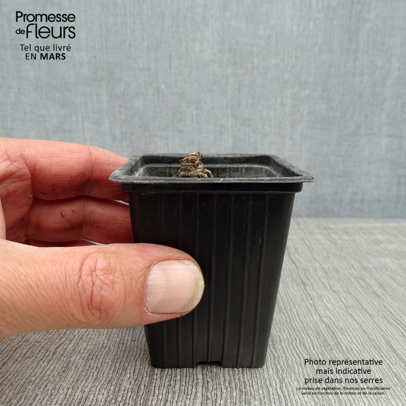 Exemplaar van Leucanthemum superbum Banana Cream - Tuinmargriet Kweekpotje van 7/8 cm zoals geleverd in de lente