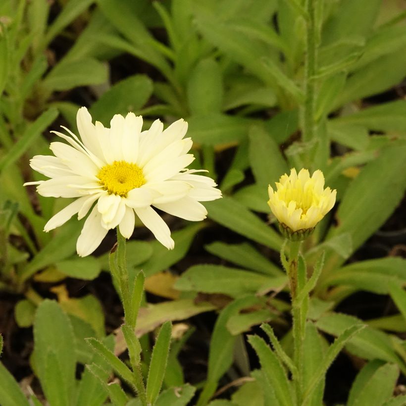 Leucanthemum superbum Banana Cream - Tuinmargriet (Bloei)
