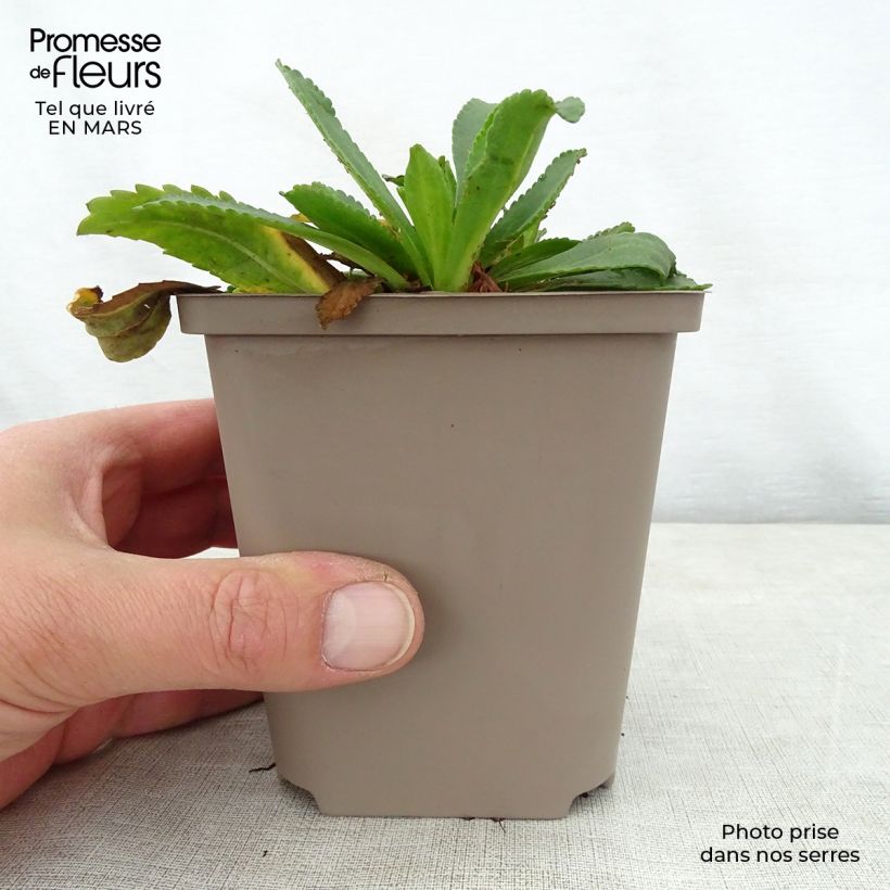 Exemplaar van Leucanthemum superbum Kings Crown - Tuinmargriet Kweekpotje van 8/9 cm zoals geleverd in de lente