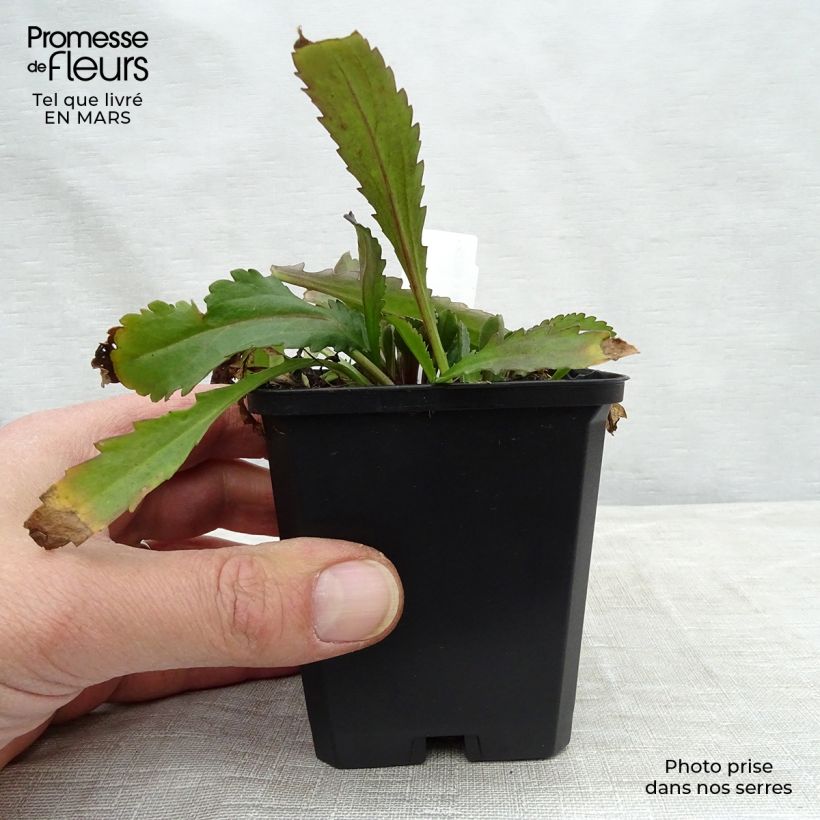 Exemplaar van Leucanthemum superbum Polaris - Tuinmargriet Kweekpotje van 8/9 cm zoals geleverd in de lente