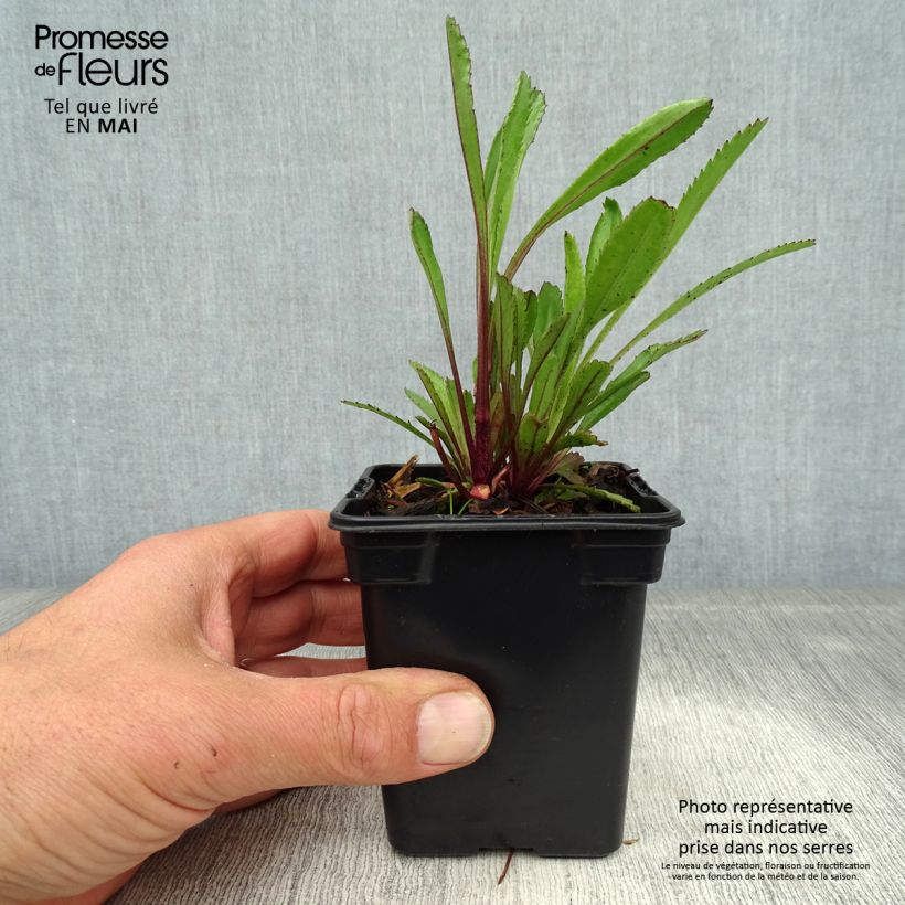 Exemplaar van Leucanthemum Princesse d'Argent - Margriet Kweekpotje van 7/8 cm zoals geleverd in de lente