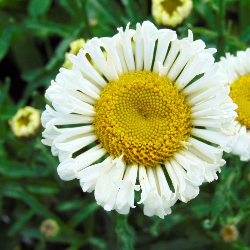 Leucanthemum Real Neat - Tuinmargriet (Bloei)
