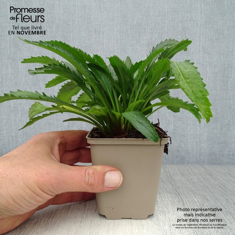 Exemplaar van Leucanthemum Real Neat - Tuinmargriet Kweekpotje van 8/9 cm zoals geleverd in de herfst