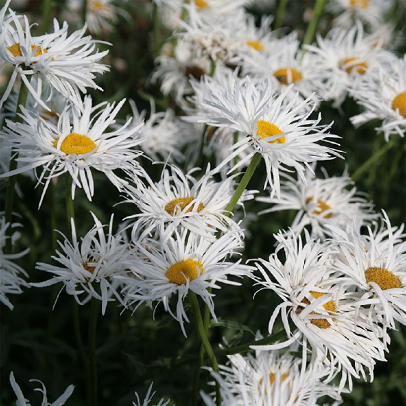 Leucanthemum Shapcott Gossamer - Tuinmargriet (Bloei)