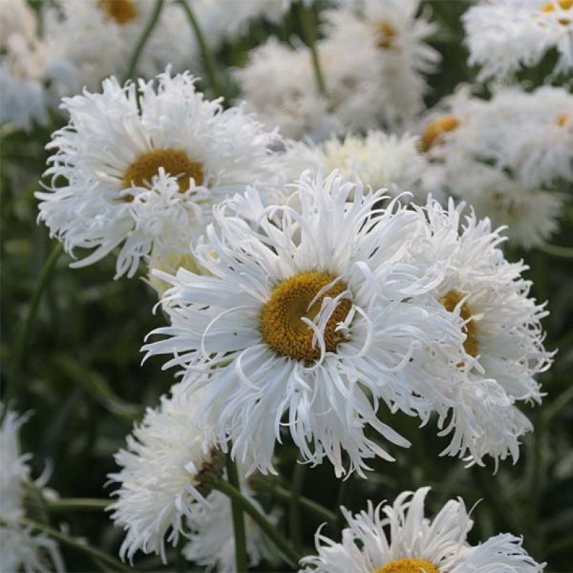 Leucanthemum superbum Shapcott Ruffles - Tuinmargriet (Bloei)