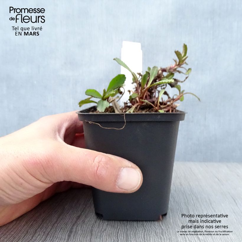 Exemplaar van Leucanthemum superbum Shapcott Ruffles - Tuinmargriet Kweekpotje van 8/9 cm zoals geleverd in de lente