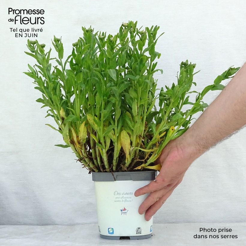 Exemplaar van Leucanthemum Snow Lady - Margriet Pot van 2 l/3 l zoals geleverd in de zomer