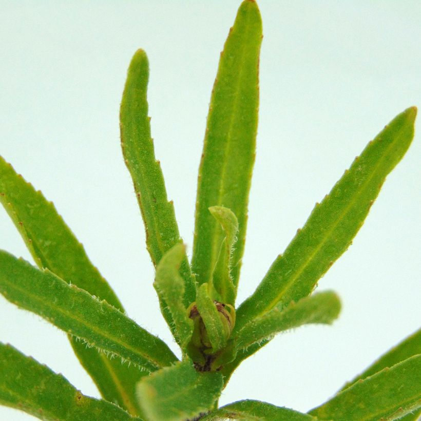 Leucanthemum superbum Victorian Secret - Tuinmargriet (Blad)