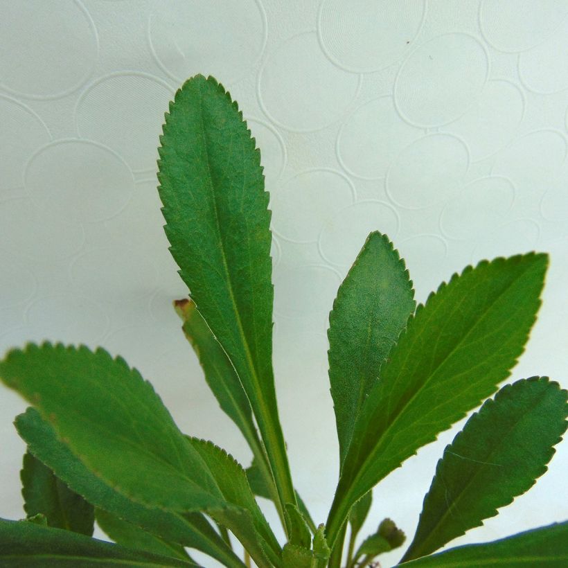 Leucanthemum maximum Etoile d'Anvers - Margriet (Blad)