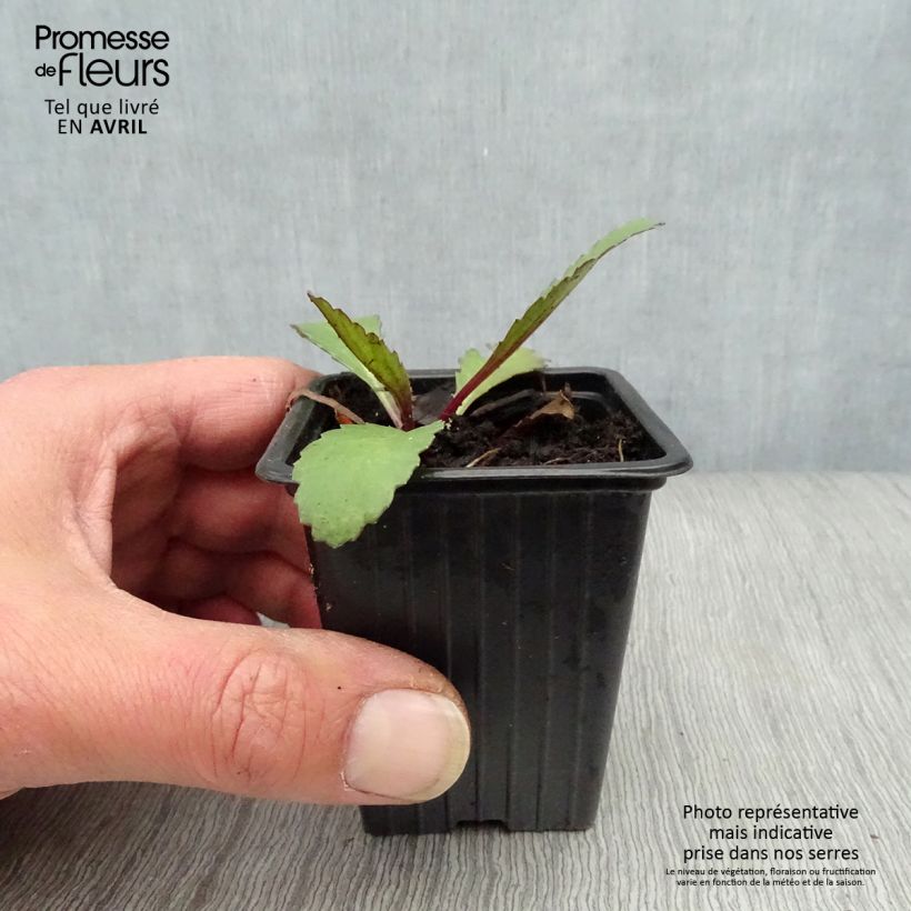 Exemplaar van Leucanthemum maximum Etoile d'Anvers - Margriet Kweekpotje van 7/8 cm zoals geleverd in de lente