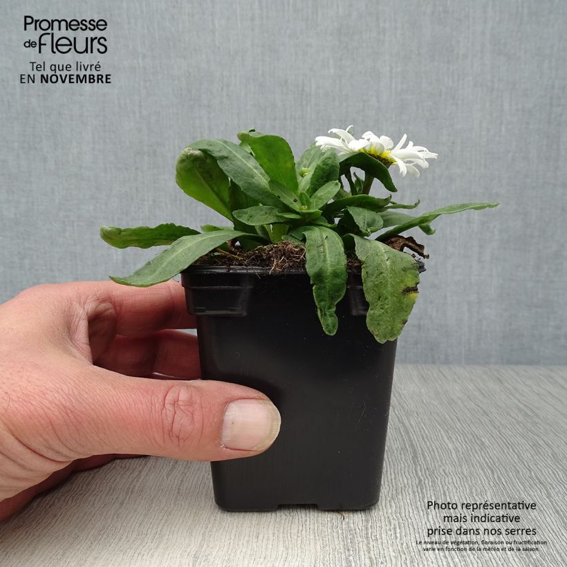 Exemplaar van Leucanthemum maximum Etoile d'Anvers - Margriet Kweekpotje van 7/8 cm zoals geleverd in de herfst