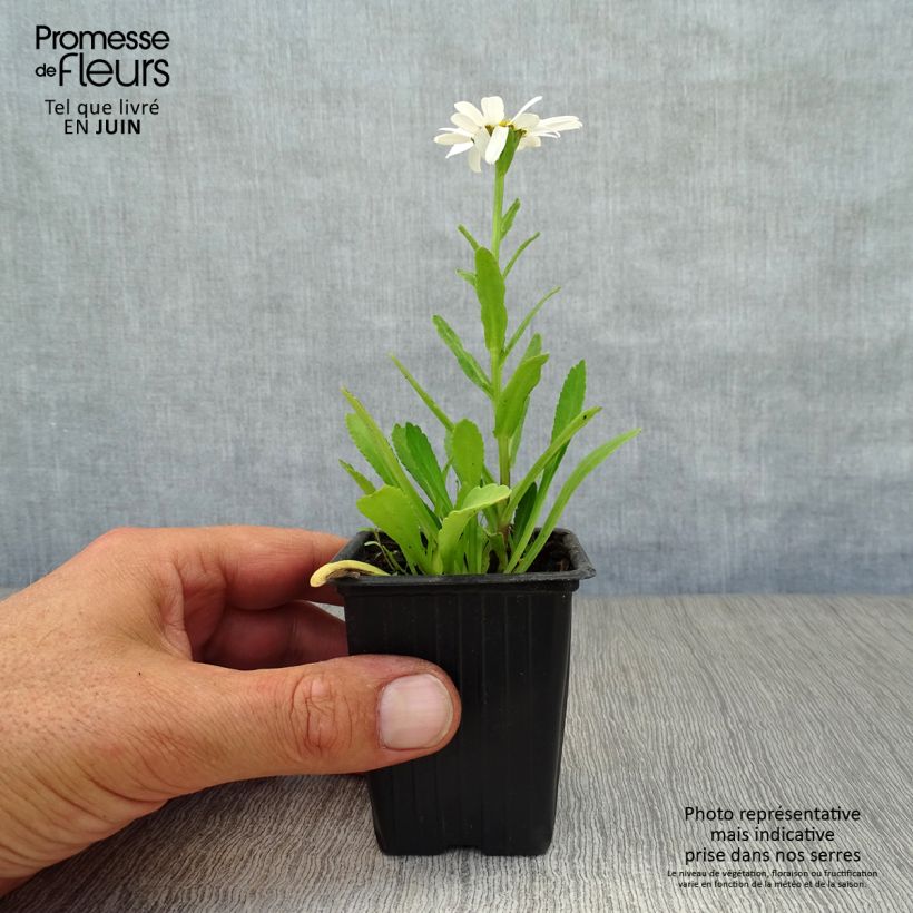 Exemplaar van Leucanthemum maximum Etoile d'Anvers - Margriet Kweekpotje van 7/8 cm zoals geleverd in de zomer