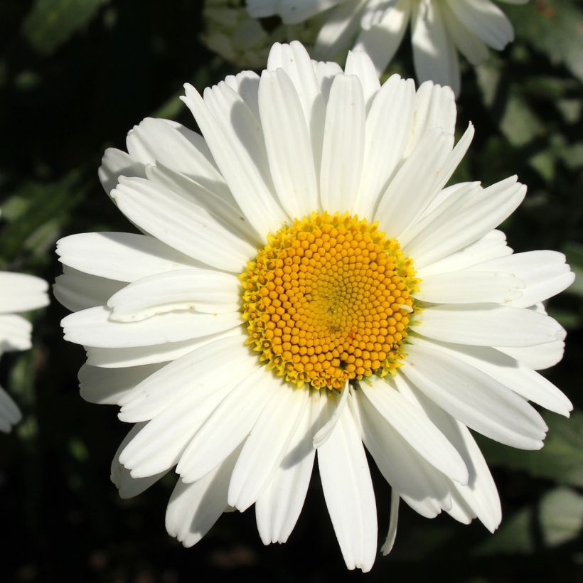 Leucanthemum superbum Alaska - Tuinmargriet (Bloei)