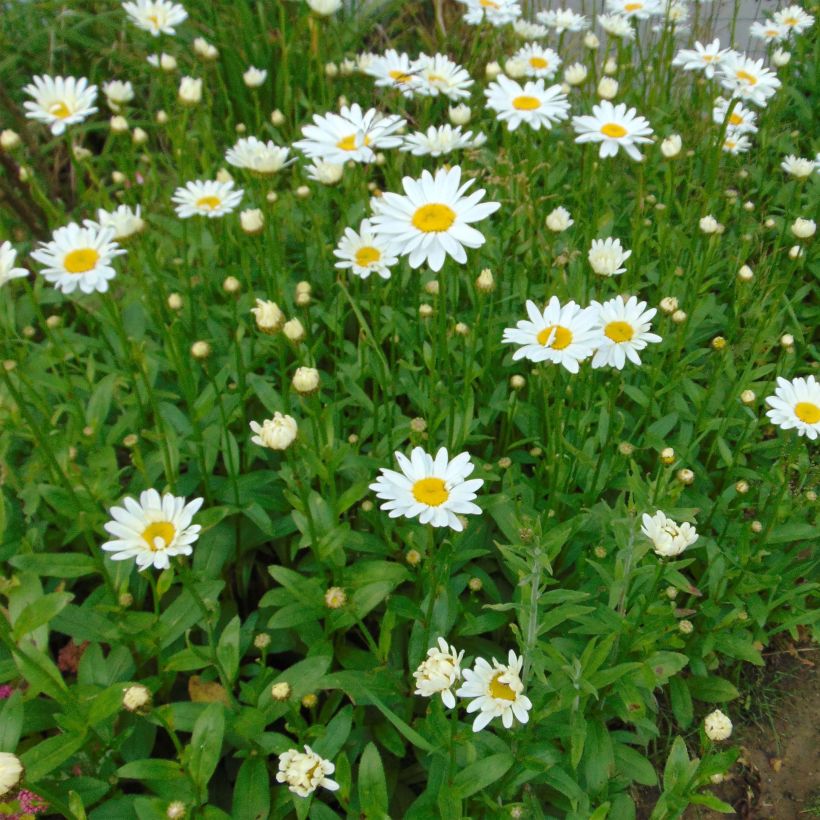 Leucanthemum superbum Becky - Tuinmargriet (Bloei)