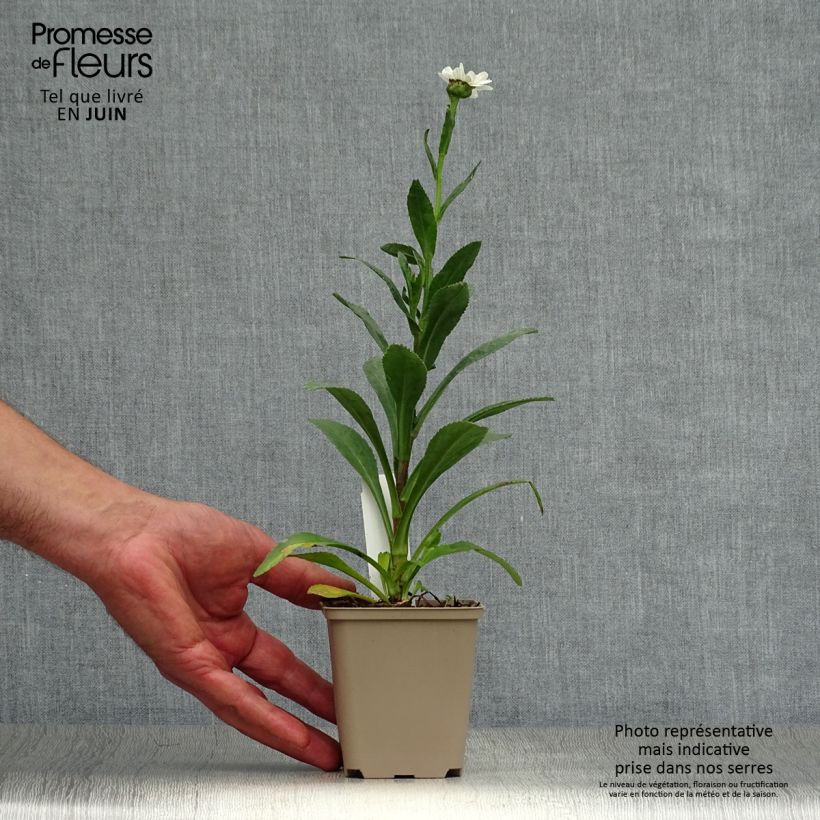 Exemplaar van Leucanthemum superbum Becky - Tuinmargriet Kweekpotje van 8/9 cm zoals geleverd in de zomer