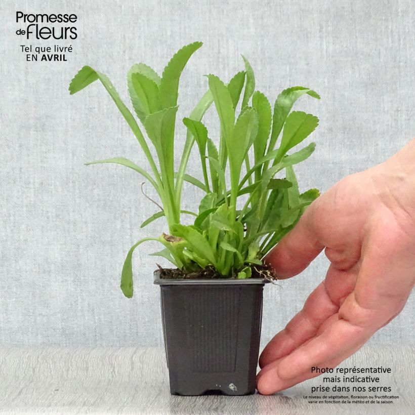 Exemplaar van Leucanthemum superbum Becky - Tuinmargriet Kweekpotje van 8/9 cm zoals geleverd in de lente