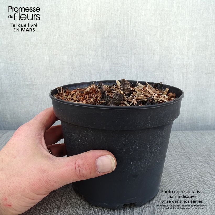 Exemplaar van Leucanthemum superbum Becky - Tuinmargriet Pot van 2 l/3 l zoals geleverd in de winter