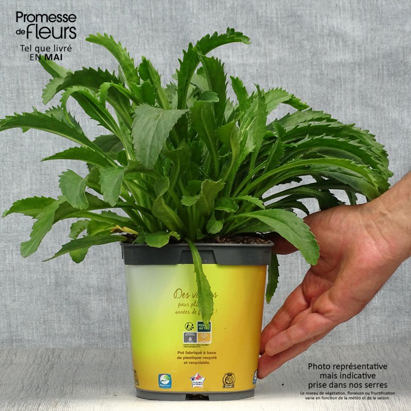 Exemplaar van Leucanthemum superbum Broadway Lights - Tuinmargriet Pot van 2 l/3 l zoals geleverd in de lente