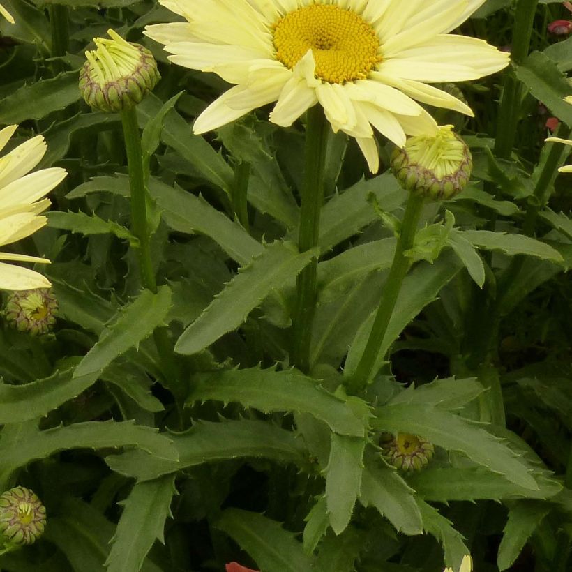 Leucanthemum superbum Broadway Lights - Tuinmargriet (Blad)