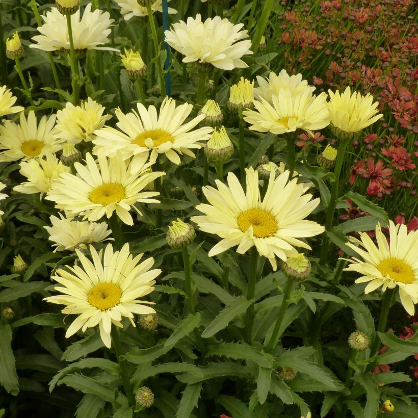 Leucanthemum superbum Broadway Lights - Tuinmargriet (Groeiplaats)